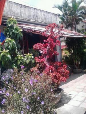 Bán cây sọp lá đỏ giá tôt