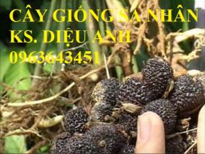 Chuyên cây giống, hạt giống: sâm ngọc linh, sa nhân tím, xạ đen, số lượng lớn, hỗ trợ bao tiêu đầu