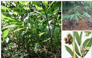 Chuyên cây giống, hạt giống: sâm ngọc linh, sa nhân tím, xạ đen, số lượng lớn, hỗ trợ bao tiêu đầu