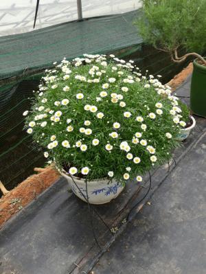 Cúc marguerite _ cúc thân gỗ
