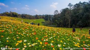 Tranh Gạch Ốp Bếp