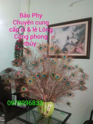 Lông Công Màu Hồng Phong Thủy