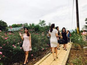 Hình ảnh khách tới thăm vườn hồng