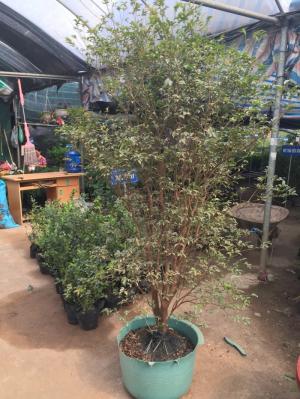 Cây giống nho thân gỗ, giống cây nho thân gỗ, cây nho thân gỗ giống, chuẩn giống