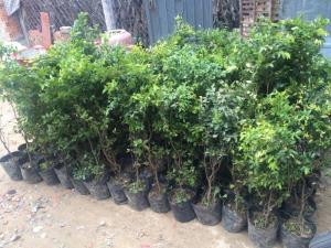 Cây giống nho thân gỗ, giống cây nho thân gỗ, cây nho thân gỗ giống, chuẩn giống