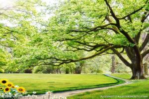 Tranh ốp tường , tranh rừng cây