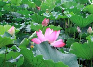 Tranh gạch ốp tường phòng khách