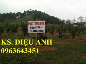 Chuyên cung cấp cây giống bưởi đỏ tiến vua, bưởi đỏ Thanh Hóa, bưởi đỏ luận văn chuẩn F1