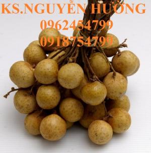 Cây giống nhãn muộn, cây nhãn sớm, nhãn indo (nhãn thái ido), nhãn hạt lép, nhãn xuồng cơm, nhãn lồng
