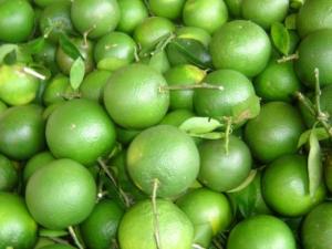 Cây giống cam xoàn, giống cây cam xoàn, cây cam xoàn giống, cây cam xoàn.