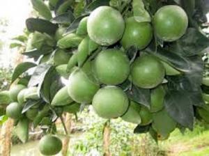 Cây giống cam xoàn, giống cây cam xoàn, cây cam xoàn giống, cây cam xoàn.