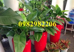 Cây Nội Thất - Cây Trầu Bà Đế Vương Xanh