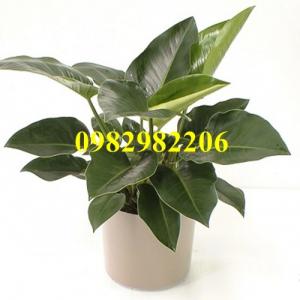 Cây Nội Thất - Cây Trầu Bà Đế Vương Xanh