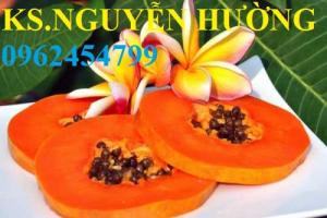 Chuyên cung cấp giống cây đu đủ, hạt giống đu đủ, đu đủ ruột vàng, đu đủ ruột đỏ.