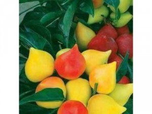 Ớt trái đào tiên