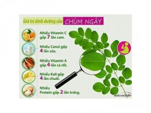 Cốm dinh dưỡng chùm ngây