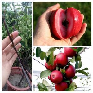 Cung cấp cây giống táo đỏ, cây táo đỏ, vỏ đỏ, ruột đỏ 0968067905