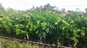 Cây sưa đỏ, cao khoảng 60-80 cm (làm giố