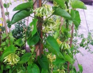 Cây giống thiên lý, giống cây thiên lý, cây giống thiên lý, thiên lý siêu hoa, hoa thiên lý.