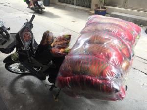 Gối cá rồng 3D