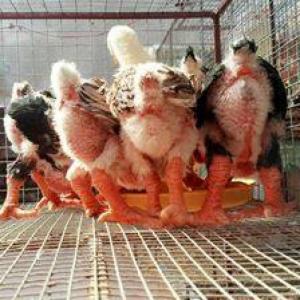 Gà Đông Tảo F1 Hưng Yên