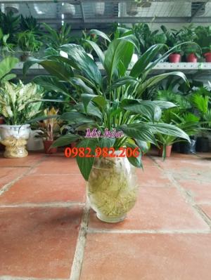 Cây thủy sinh để bàn với vẻ đẹp lãng mạn, sang trọng, đẹp từ thân, rễ, cành, lá
