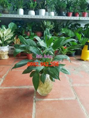 Cây thủy sinh để bàn với vẻ đẹp lãng mạn, sang trọng, đẹp từ thân, rễ, cành, lá
