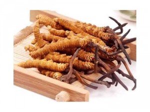 Đông trùng hạ thảo nguyên con tây tạng