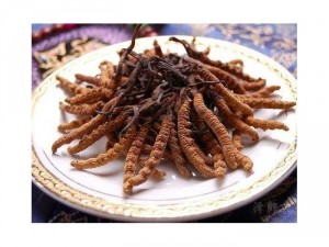 Đông trùng hạ thảo nguyên con tây tạng