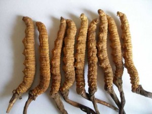 Đông trùng hạ thảo nguyên con tây tạng