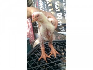 Gà Chân Khủng Khoái Châu