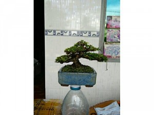 Cây mai chiếu thủy