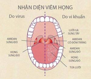 Địa chỉ mua bán quả kha tử uy tín chất lượng nhất tp hcm