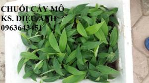 Chuyên cung cấp cây giống chuối nuôi cấy mô: Chuối tây Thái, chuối mốc Thái, chuối sứ, chuối xiêm