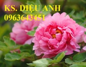 Chuyên cung cấp cây giống hoa mẫu đơn Trung Quốc, cây hoa mẫu đơn đủ màu, số lượng lớn, giao toàn