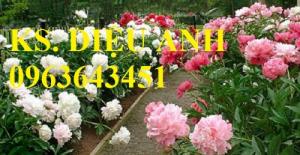 Chuyên cung cấp cây giống hoa mẫu đơn Trung Quốc, cây hoa mẫu đơn đủ màu, số lượng lớn, giao toàn