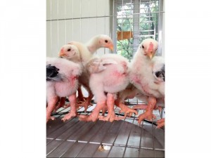 Gà đông tảo