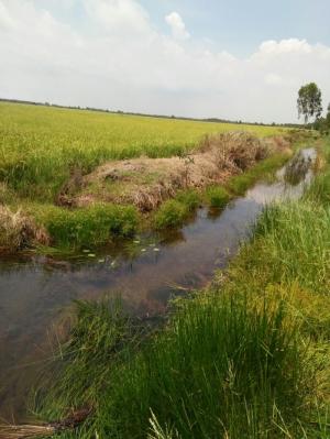 Sang nhượng 570ha đất trồng lúa tỉnh Kiên Giang giá chào 210tr/ha