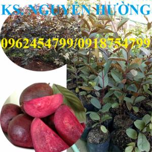 Giống cây ổi tím ghép, ổi tím hạt, ổi sim tím, ổi sim, ổi sim ruột tím. Hàng chuẩn, giá tốt, giao cây toàn quốc