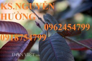 Giống cây ổi tím ghép, ổi tím hạt, ổi sim tím, ổi sim, ổi sim ruột tím. Hàng chuẩn, giá tốt, giao cây toàn quốc