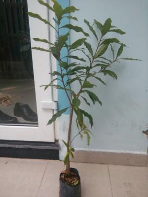Cây lộc vừng, cao khoảng 0.8 -1 m