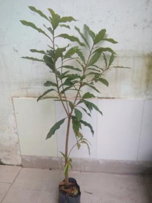 Cây lộc vừng, cao khoảng 0.8 -1 m