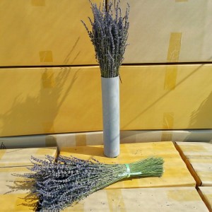 Hoa oải hương - Lavender là loại cây bụi thường niên có mùi thơm nồng.
