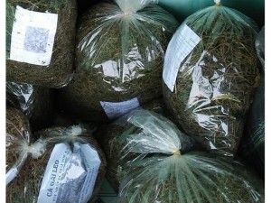Thảo dược bảo vệ sức khỏe