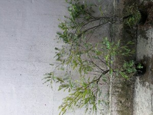 Cây thông đỏ