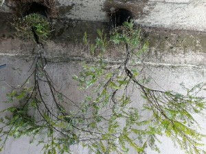 Cây thông đỏ