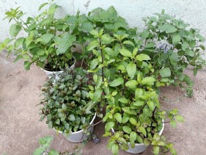 Sỉ các loại bạc hà - Cây gia vị