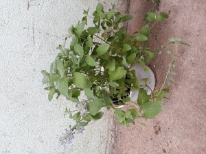 Sỉ các loại bạc hà - Cây gia vị