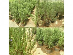 Cây hương thảo lớn