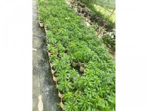 Cây giống cúc thân gỗ - Cúc trường thọ